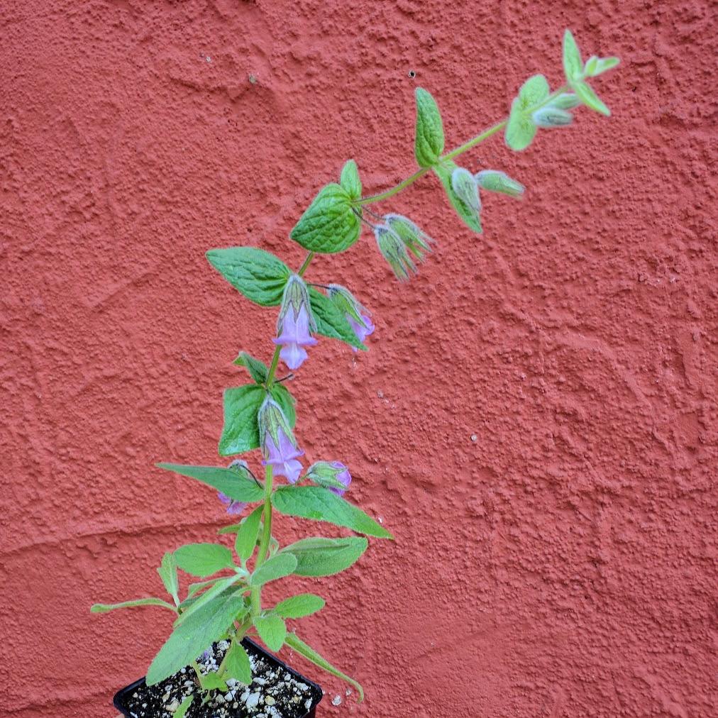 Lepechinia fragrans - Fragrant Pitcher Sage