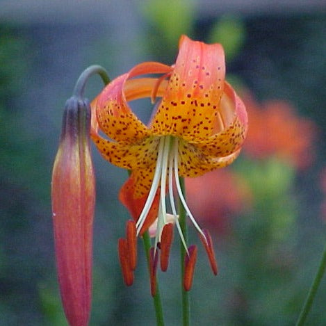 Lilium pardalinum - Leopard Lily