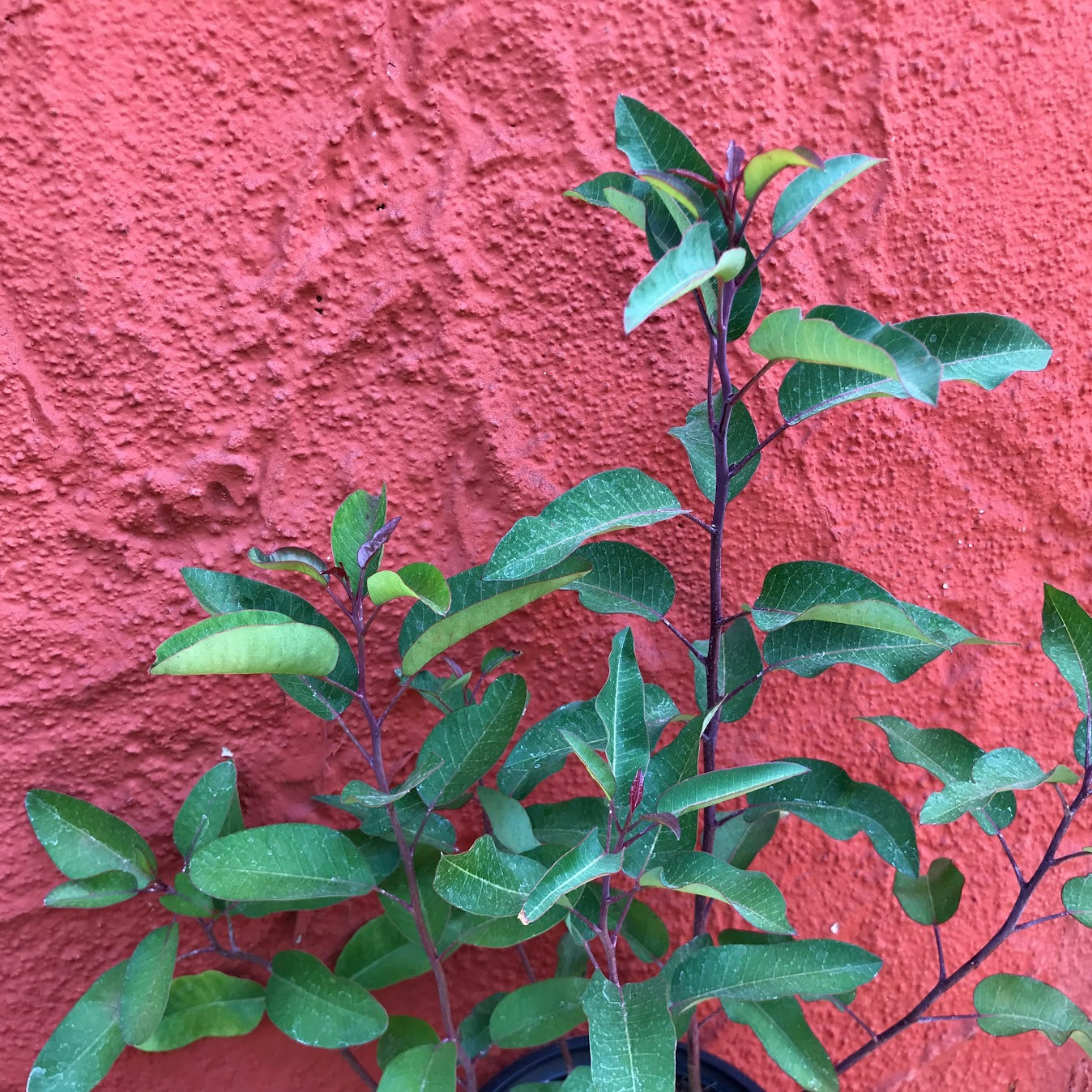 Malosma laurina (syn. Rhus laurina) - Laurel Sumac