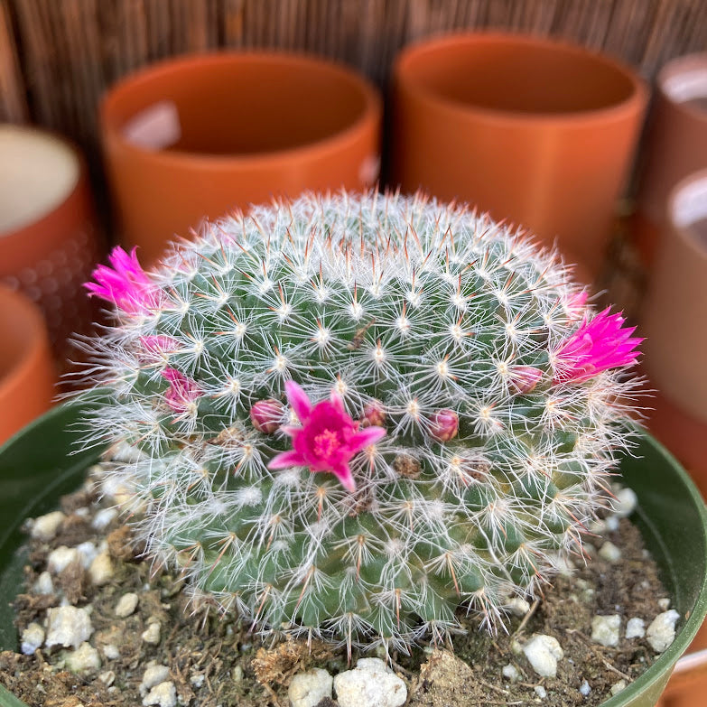 Mammilaria hahniana