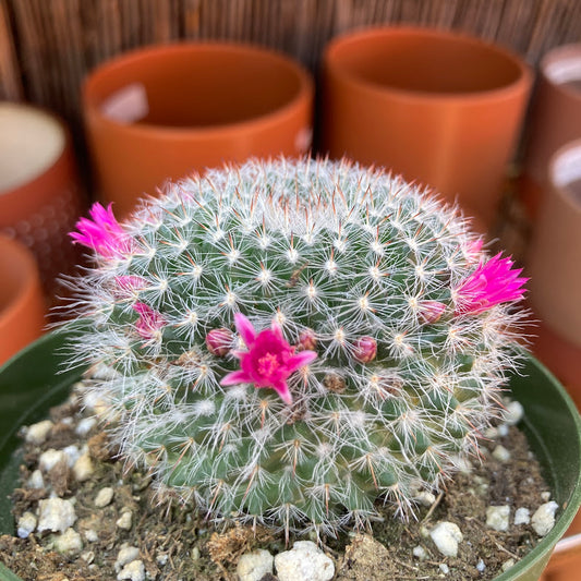 Mammilaria hahniana - Old Lady Cactus