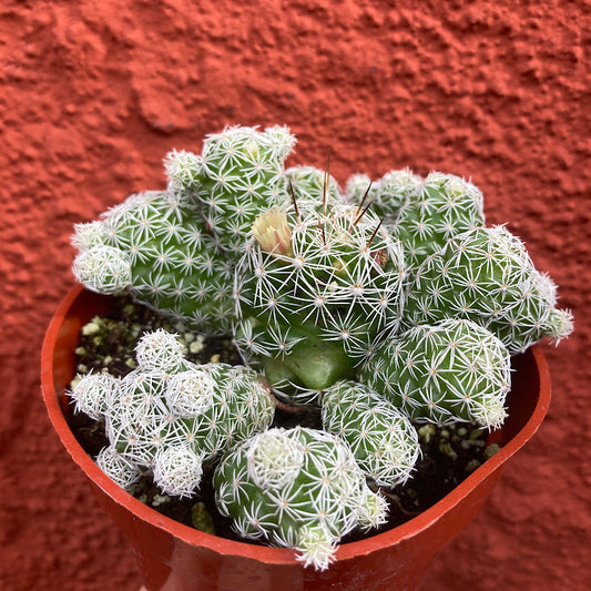 Mammillaria vetula gracilis - Thimble Cactus