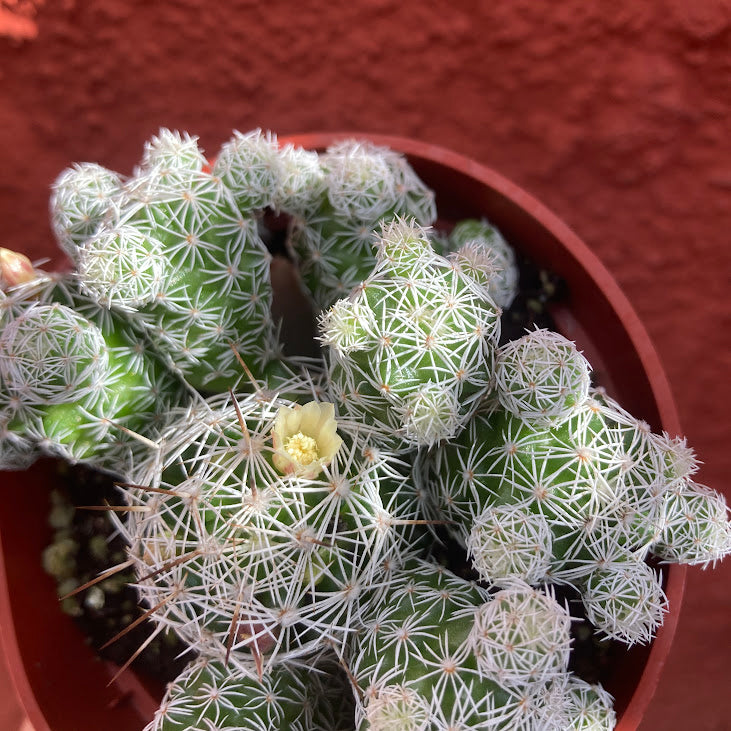 Mammillaria vetula gracilis - Thimble Cactus
