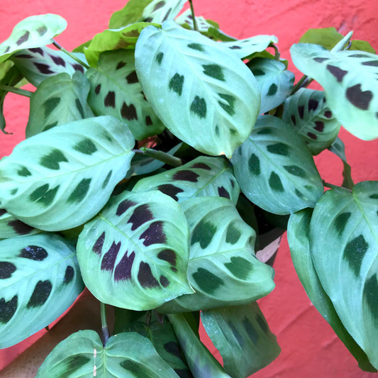 Maranta 'Green' - Prayer Plant