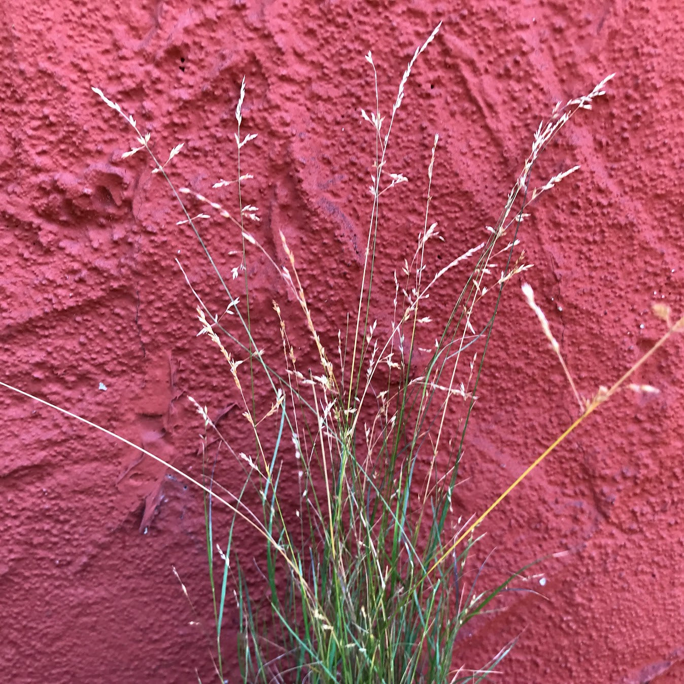 Melica imperfecta - Coast Range Melic