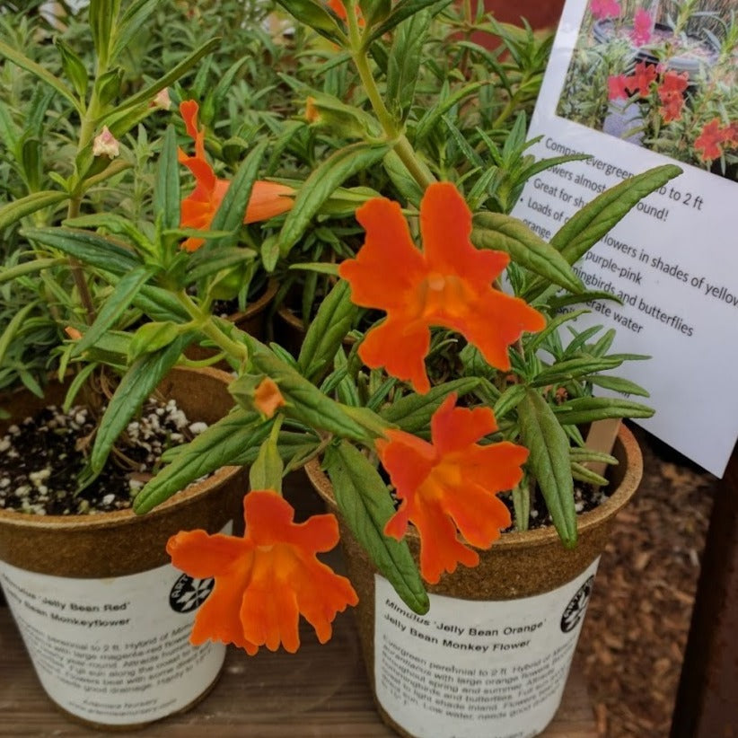 orange flower house plant Mimulus 'Jelly Bean Orange'