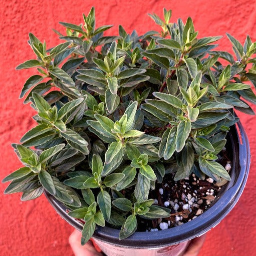 Monardella villosa - Coyote Mint