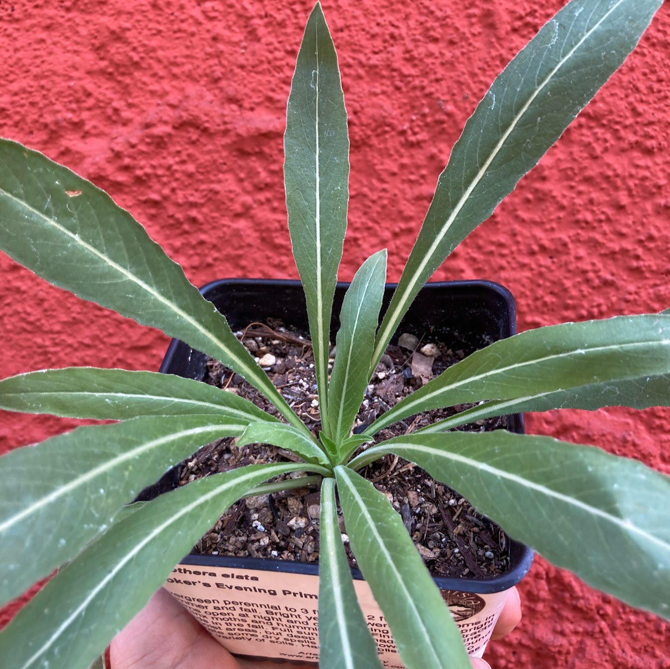 Oenothera elata - Hooker's Evening Primrose, Tall Evening Primrose