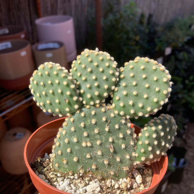 types of bunny ear cactus Opuntia microdasys
