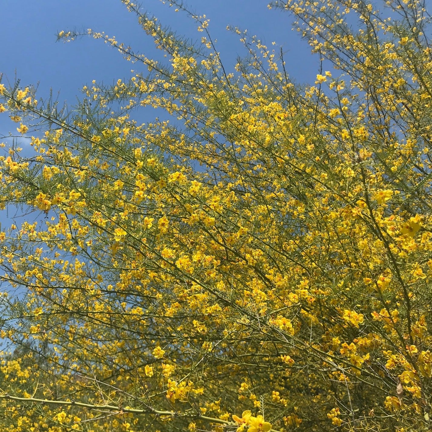 Cercidium 'Desert Museum' (syn. Parkinsonia) - Desert Museum Palo Verde