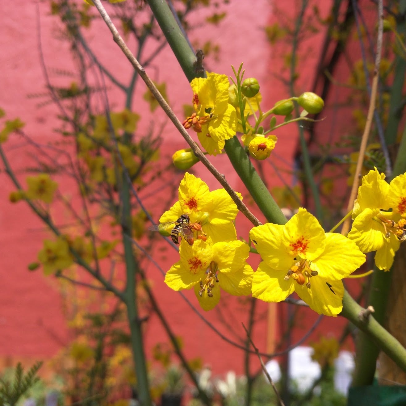 Cercidium 'Desert Museum' (syn. Parkinsonia) - Desert Museum Palo Verde