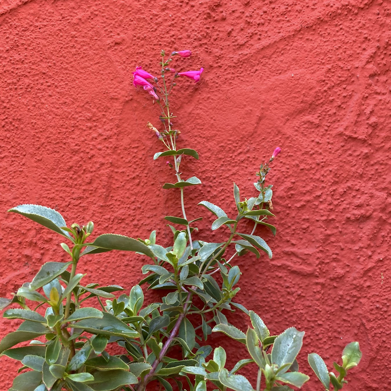 Penstemon pseudospectabilis - Desert Penstemon