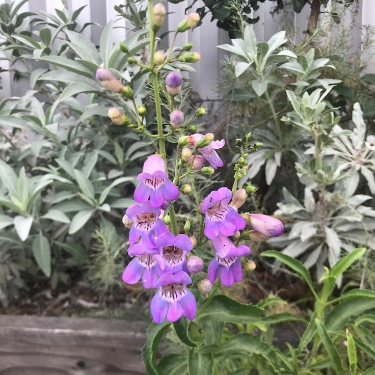 Penstemon spectabilis - Showy Penstemon
