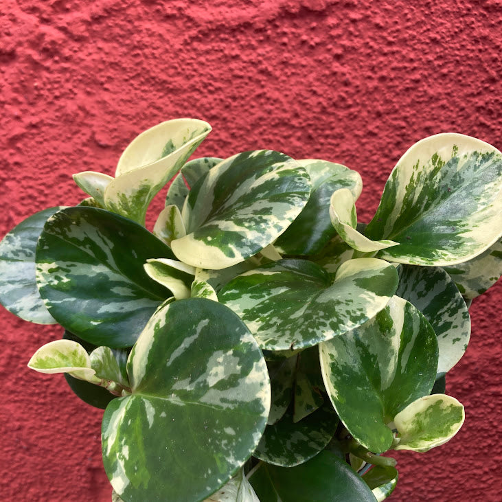 Peperomia 'Marble'