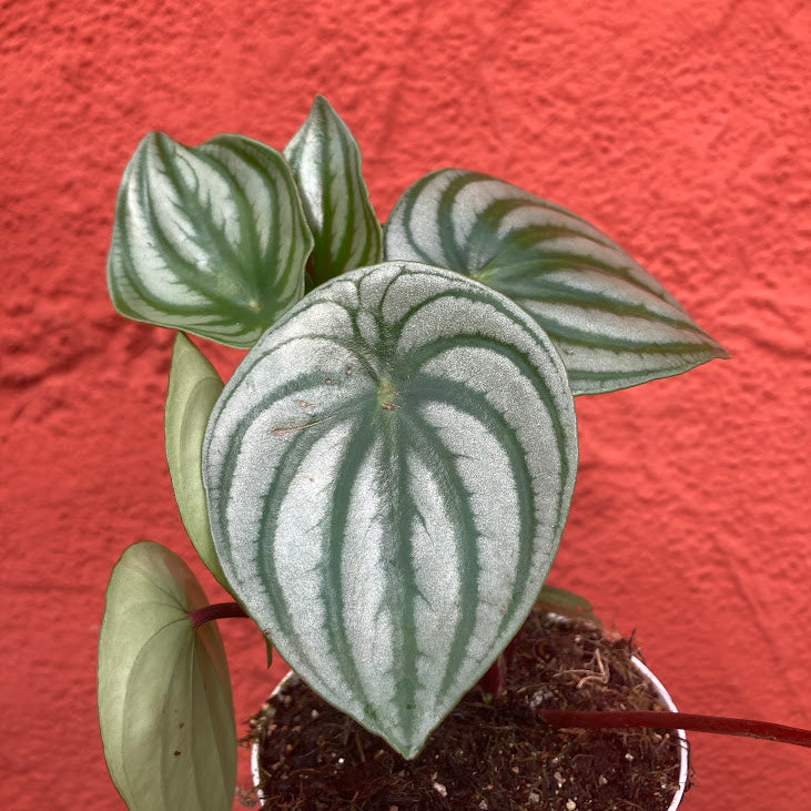 Peperomia argyreia - Watermelon Peperomia