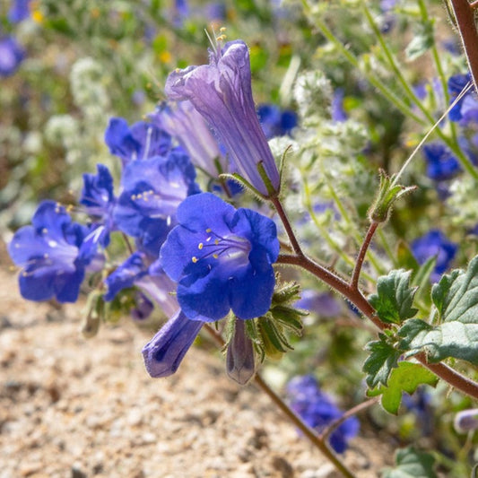 Phacelia campanularia - Desert Bluebells