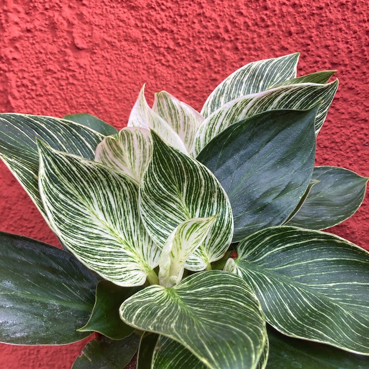 Philodendron 'Birkin'