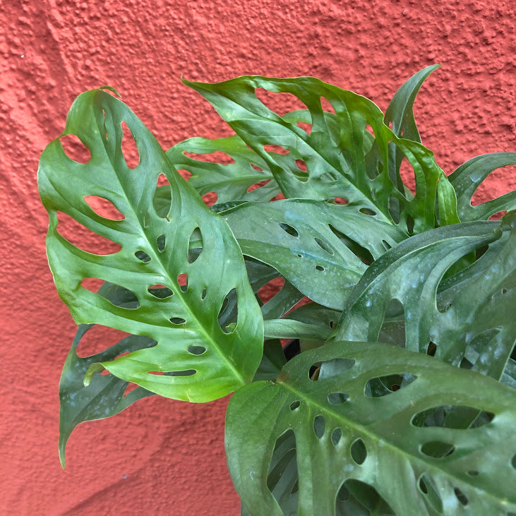 Philodendron adansonii - Swiss Cheese Plant