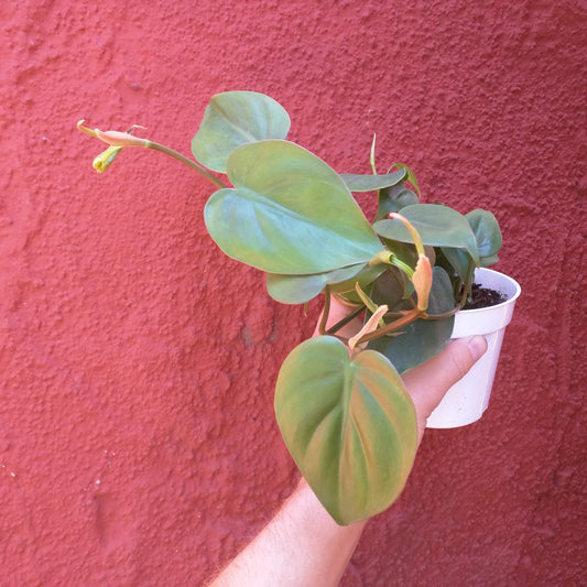 Philodendron cordatum - Heartleaf Philodendron