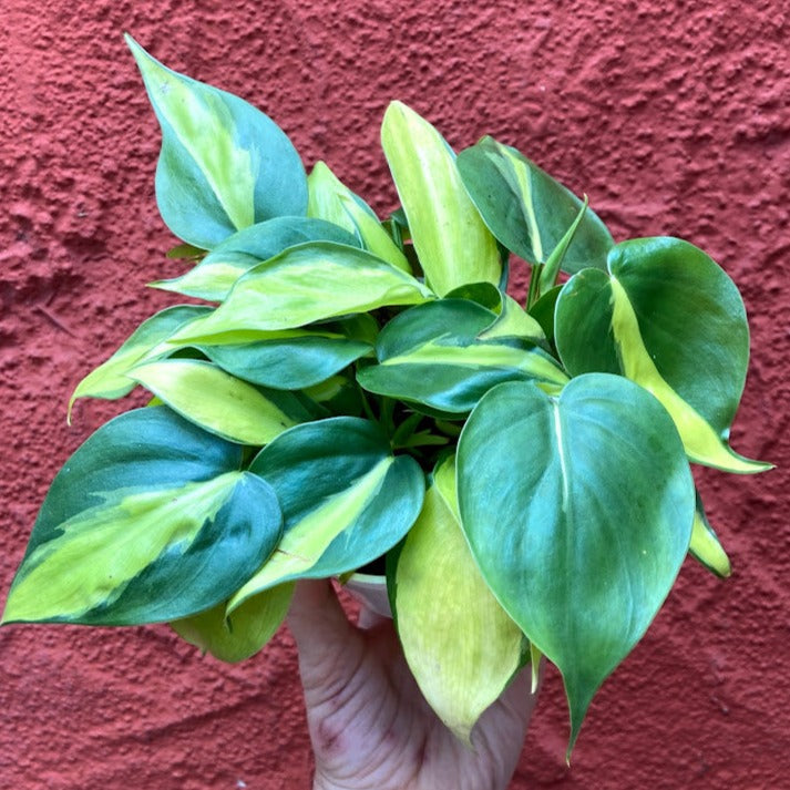 Philodendron cordatum 'Brasil' - Heartleaf Philodendron