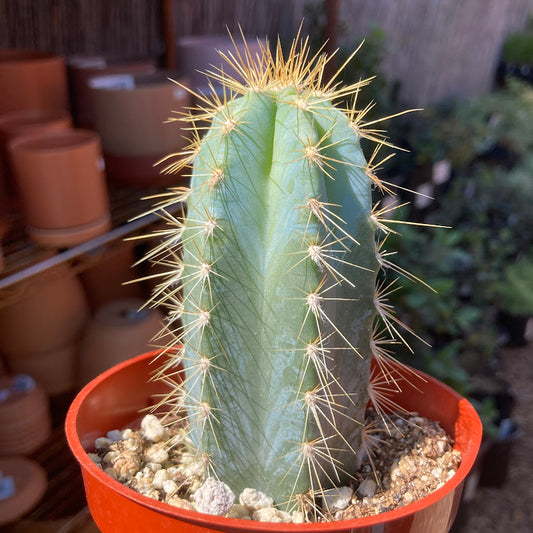 Pilosocereus pachycladus - Blue Torch Cactus