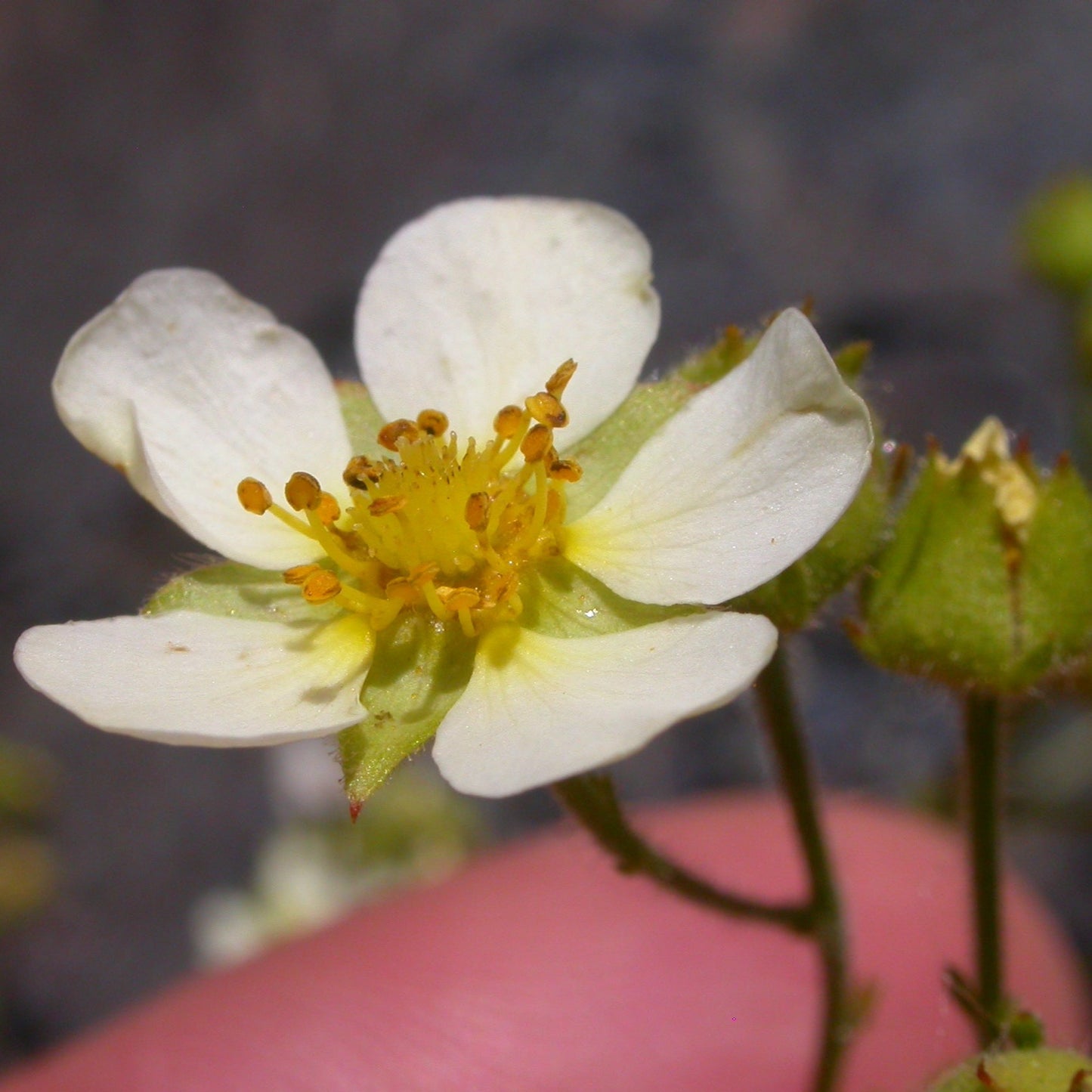 Potentilla glandulosa - Sticky Cinquefoil