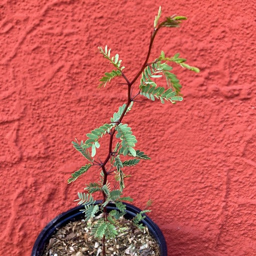 Prosopsis glandulosa - Honey Mesquite