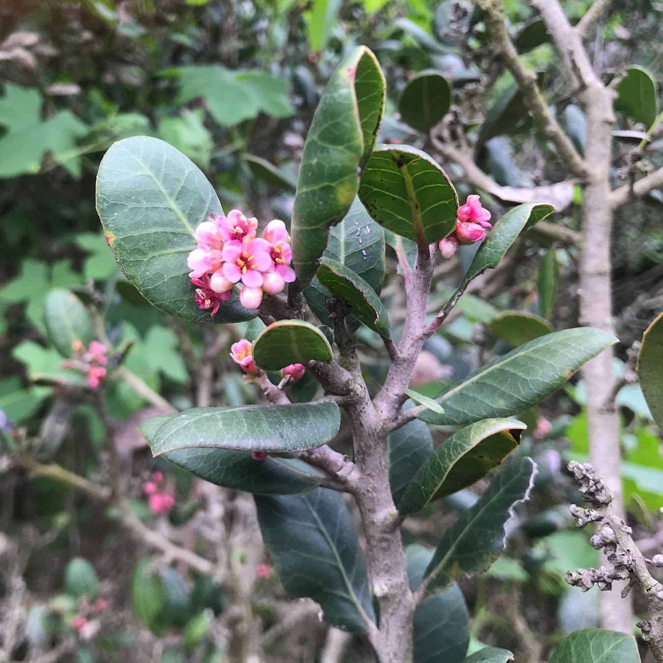 Rhus integrifolia - Lemonade Berry