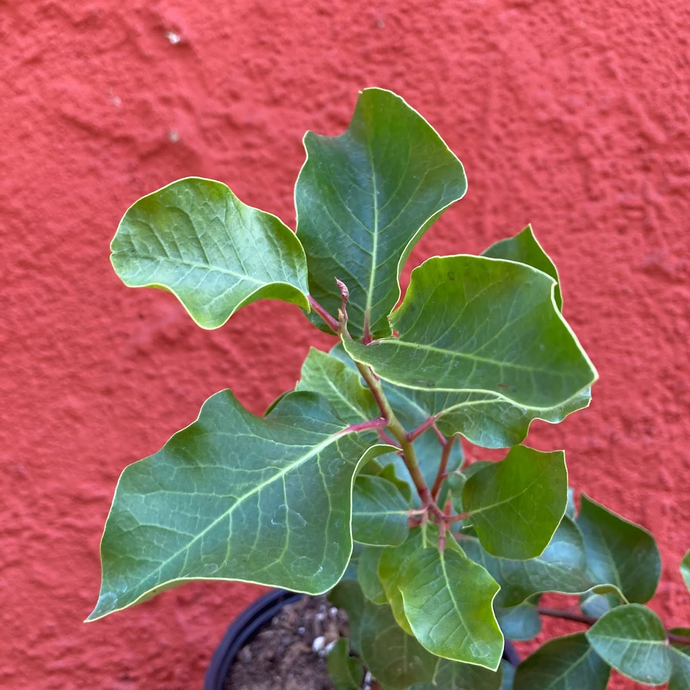 Rhus ovata - Sugar Bush