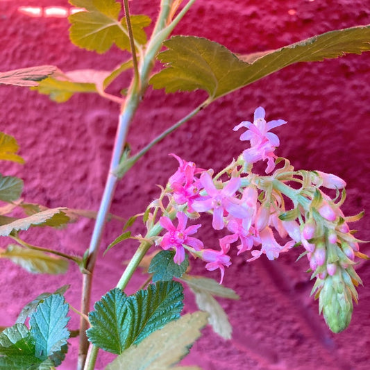 Ribes sanguineum 'Claremont' - Pink Flowering Currant