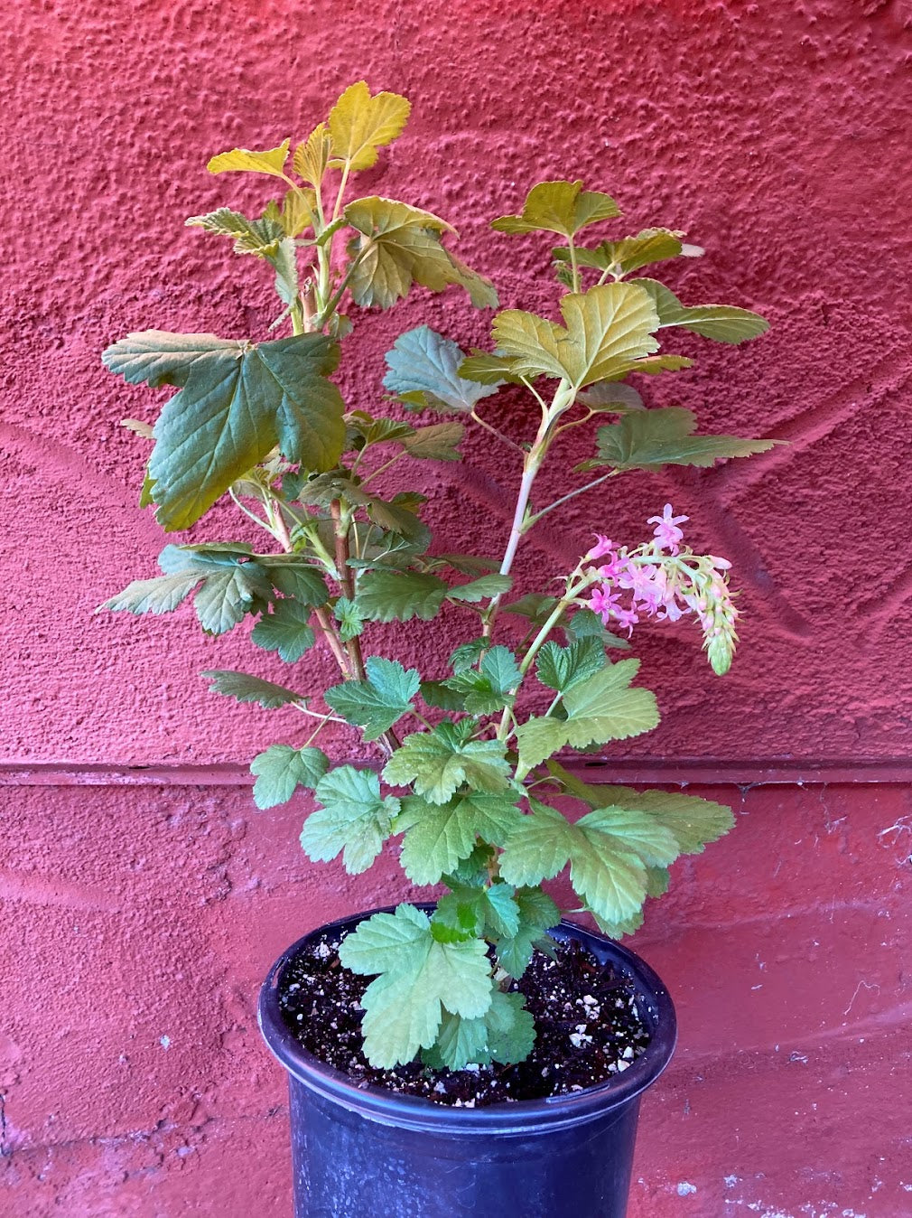 Ribes sanguineum 'Claremont' - Pink Flowering Currant