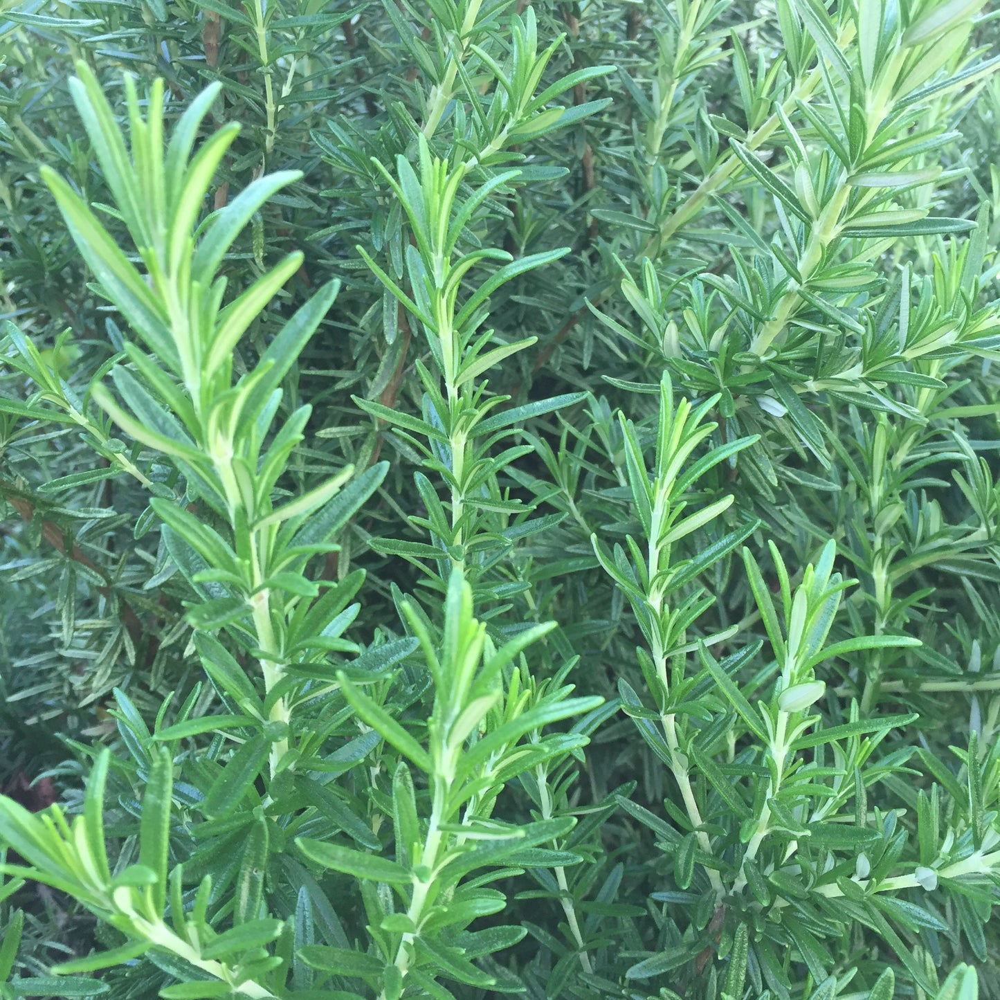 Tuscan Blue Rosemary