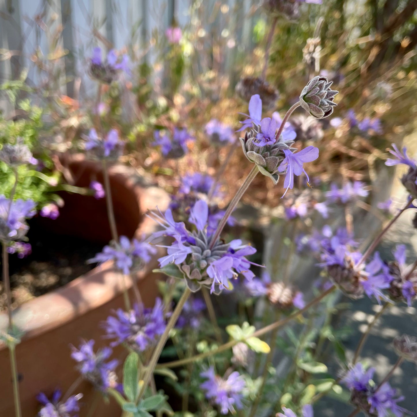 Salvia ‘Allen Chickering’ - Allen Chickering Sage