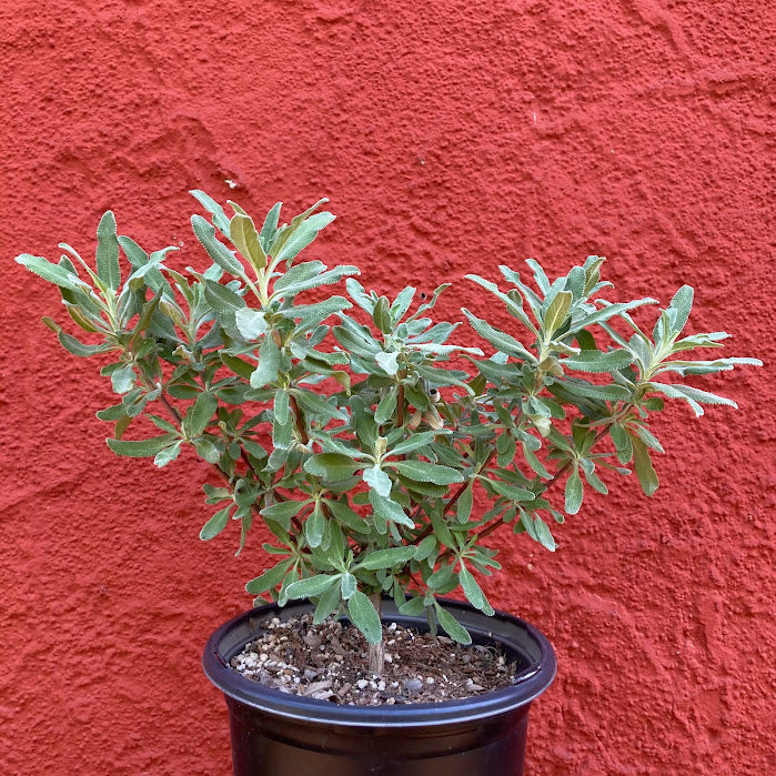 Salvia 'Pozo Blue' - Grey Musk Sage – Artemisia Nursery