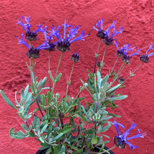 Salvia clevelandii 'Winifred Gilman' - Winifred Gilman Sage