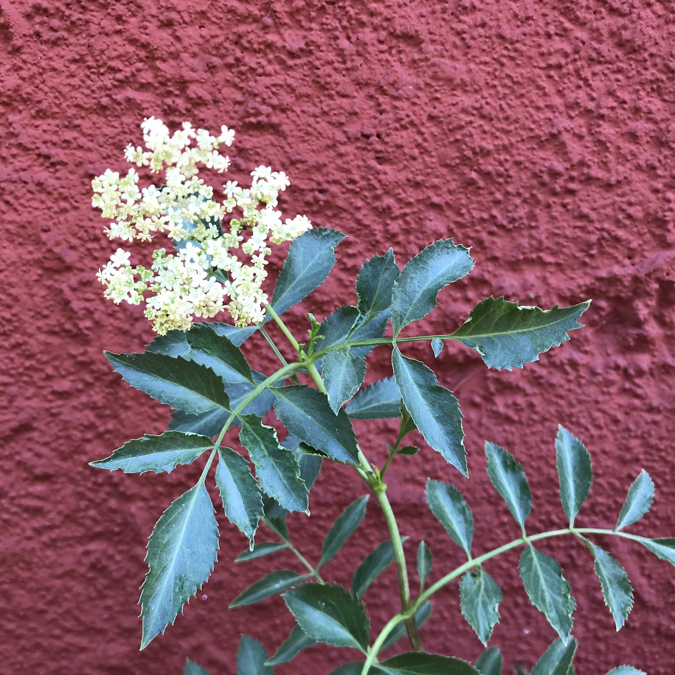 plant sambucus Sambucus nigra ssp. caerulea (syn. Sambucus mexicana)