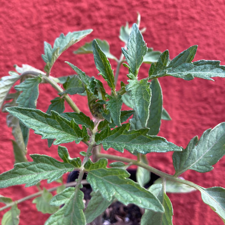 Tomato 'San Marzano'