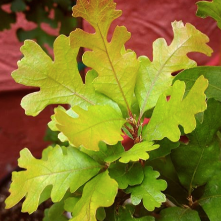Quercus lobata - Valley Oak