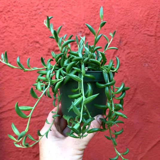 Senecio radicans - String Of Bananas