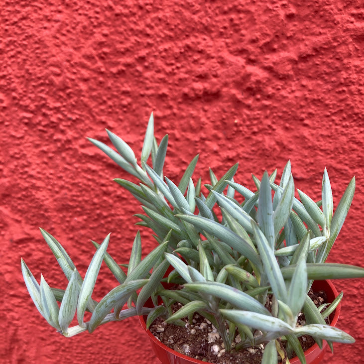 Senecio radicans glauca - Fishhooks Senecio