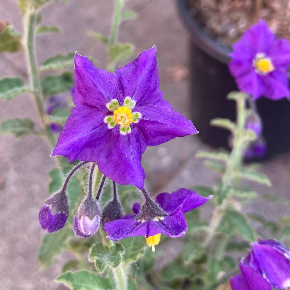 Solanum xanti ‘Mountain Pride’ - Mountain Pride Blue Witch