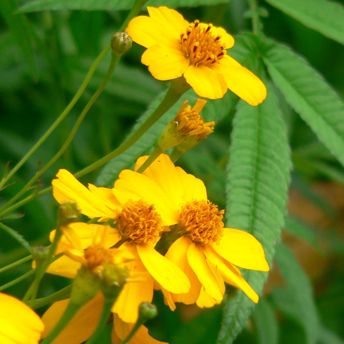 Tagetes lemmonii - Mountain Marigold