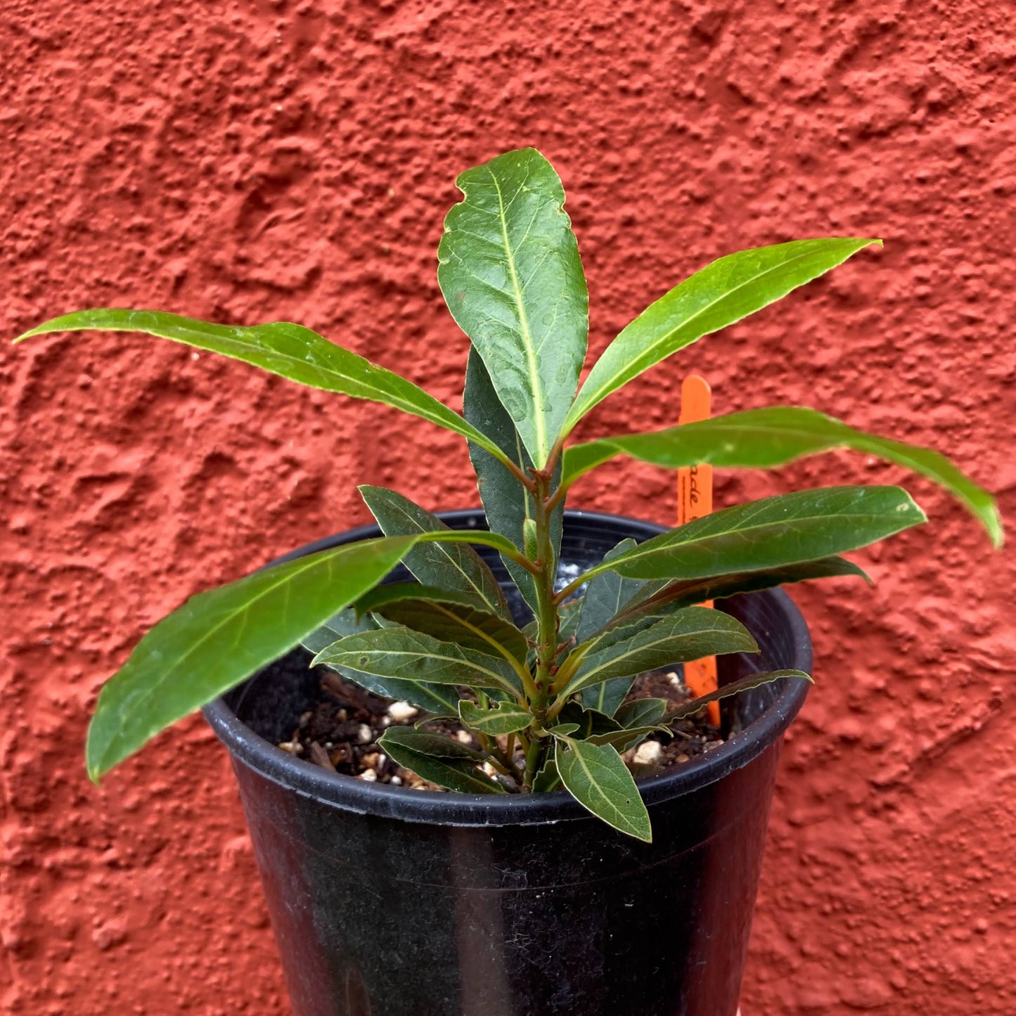 Bay Leaf
