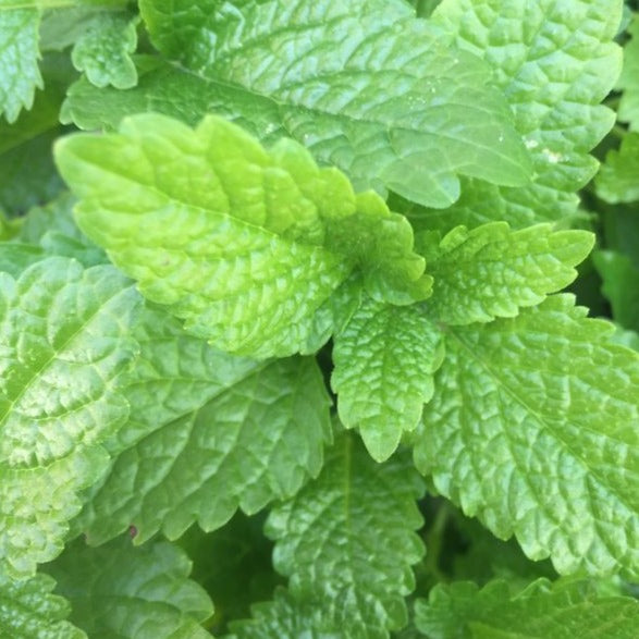 Lemon Balm