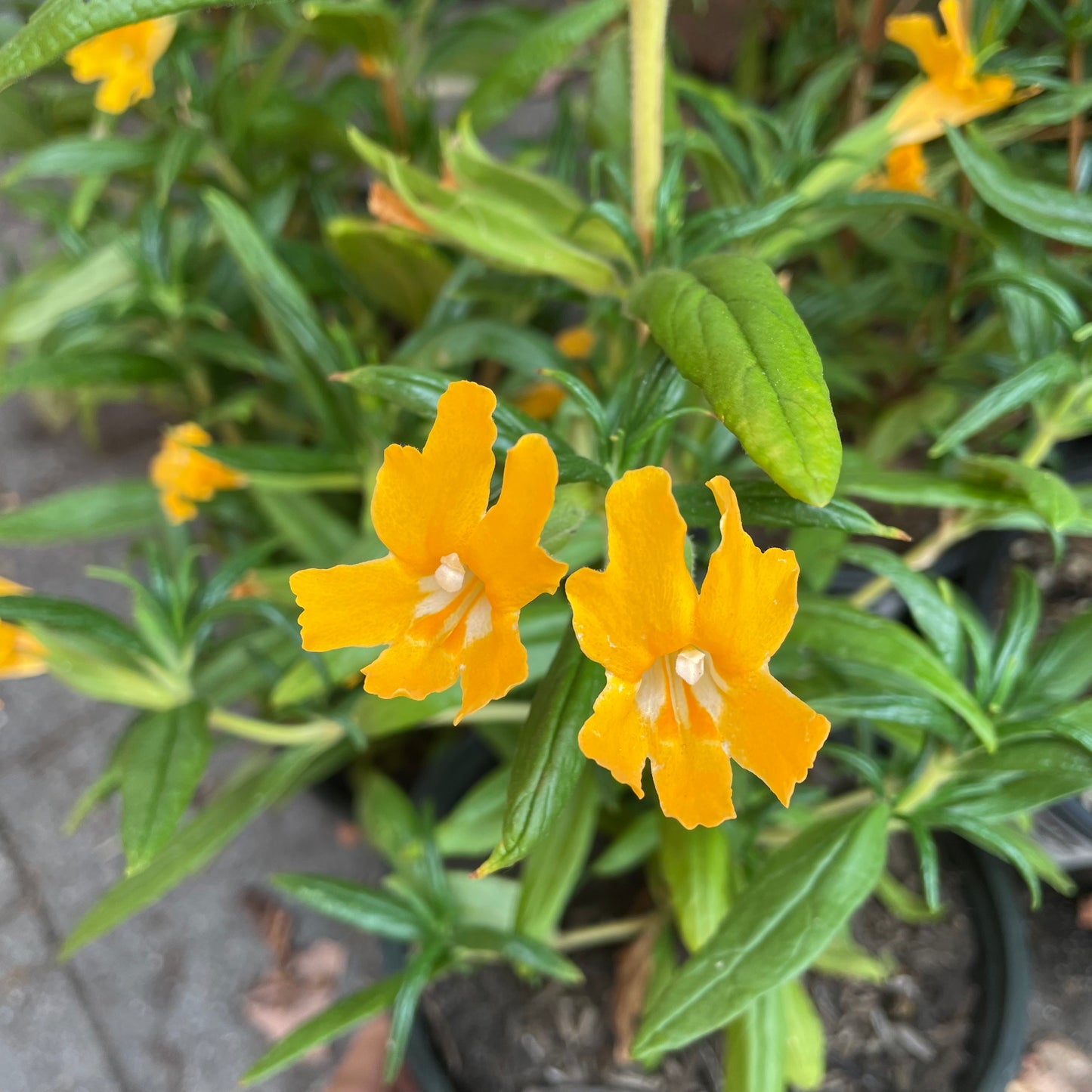 Mimulus longiflorus (syn. Diplacus longiflorus)  - Large Flowered Monkey Flower