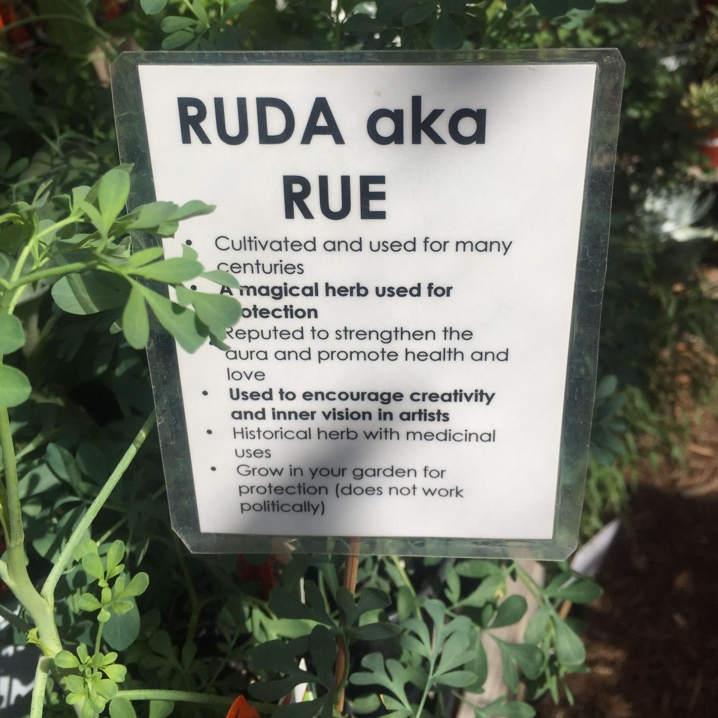 Ruda aka Rue