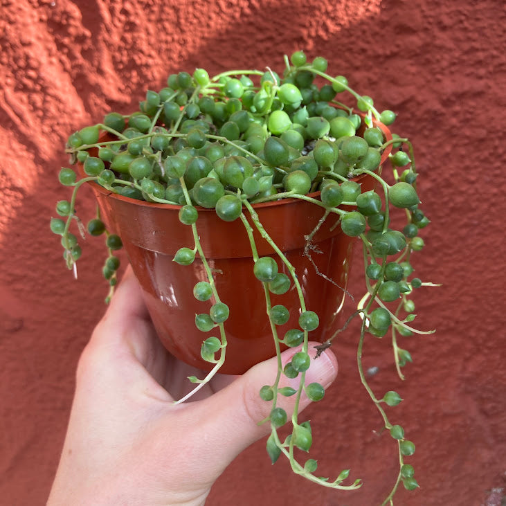 Senecio rowleyanus - String of Pearls