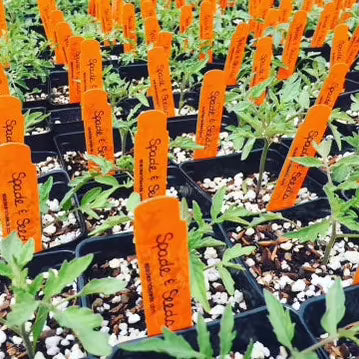 Tomato 'Carmello'