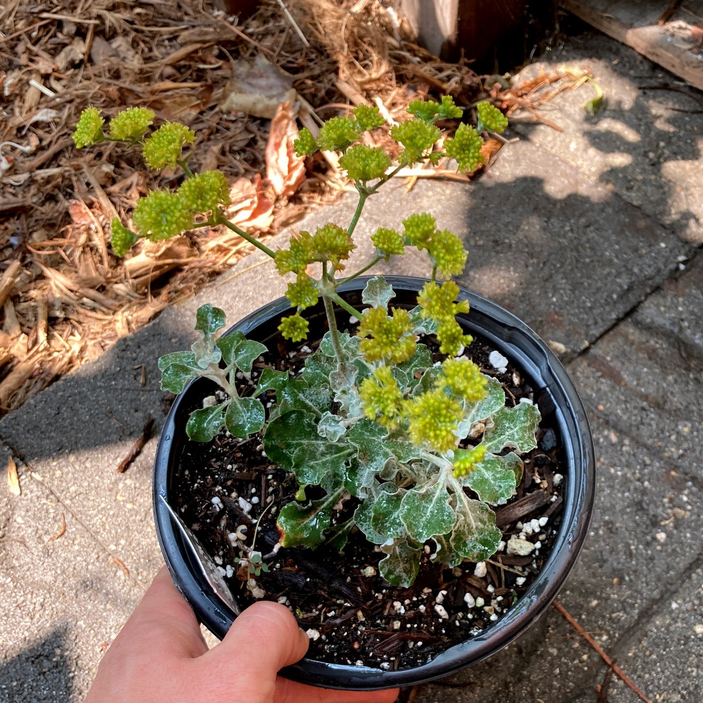 Eriogonum crocatum - Conejo Buckwheat, Saffron Buckwheat