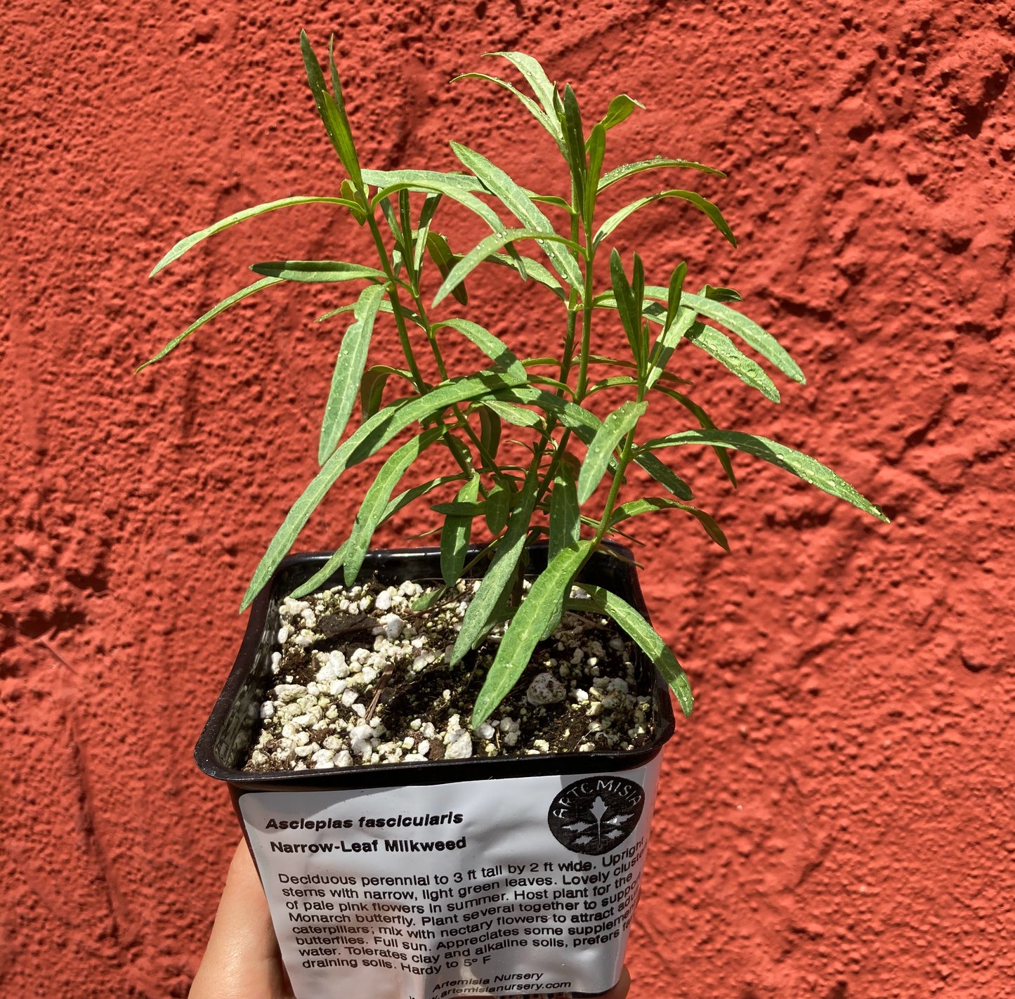 Asclepias fascicularis - Narrow Leaf Milkweed